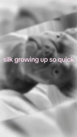 silk #frenchbulldog #frenchie #frenchiesoftiktok #frenchbulldogs 