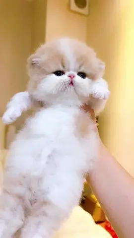 Omg...baby cute cute🥰🥰🥰#pet #cats #catsoftiktok #lovecatsoftiktok #cutecatvideos #fyp #foryou 