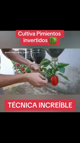 🔴 ¡Ya está disponible la guía completa paso a paso para que tengas tu propio huerto productivo en casa! ¿Quieres el taller/curso completo? Accede a mi perfil 🤠🌱 Ahora puedes aprender a cultivar diferentes alimentos orgánicos en tu casa, AUNQUE NO TENGAS ESPACIO. Vea algunos de los productos orgánicos que producirás: 🍅 Tomates bien jugosos y grandes 🥬 Acelgas con hojas enormes 🥕 Zanahorias grandes  🔴 Rábanos exquisitos 🌰 Cebollas y cebollinos grandes y de hojas gruesas  🌱 Lechugas en unas semanas 🥔 Patatas sin hongos  🍓 Fresas bien desarrolladas 🥒 Pepinos grandes y exquisitos Además, aprenderás a cultivar: camote, cilantro, perejil, orégano, calabaza, calabacín Y MUCHO MÁS 😍 Secretos y cuidados También están presentes consejos y precauciones. Tendrás acceso a plaguicidas, fungicidas para deshacerte de todo aquello que pueda impedir el sano crecimiento de tu huerto. También te ayudamos a crear abonos orgánicos y a elegir el sustrato adecuado para cada tipo de alimento. ¿Que vas a lograr? ⤵️ Con nuestro Curso de Huertos Orgánicos Lograrás cultivar tus alimentos de forma 100% Orgánica (libre de químicos) y darles un Adecuado Mantenimiento desde la Germinación hasta la cosecha. Además tener un huerto es una terapia relajante que ayuda a aliviar el estrés. ➡️Para adquirir y tener más información sobre el taller/curso, ingresa a nuestro perfil y haz clic en el enlace de mi Bio 🥰💚 . . . #huertoencasa #huertocasero #comosembrar #cultivarencasa #sembrarencasa #pimientosencasa 