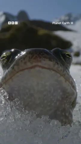 This male frog is single and ready to mingle in the snowy French Alps 🐸  Watch new episodes of #PlanetEarth3 every Sunday on #iPlayer #frogs  #wildlife  #animals  #nature  #FrenchAlps
