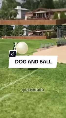 Dog and Ball - Viral Clips #Viral #Clips #Funny #Cute #Dog #Ball #ViralClips #Clip #Funny #Pet #Puppy #Cool #Video #Phone #Field #Yogaball #Fail #Epic #fyp #fypシ 