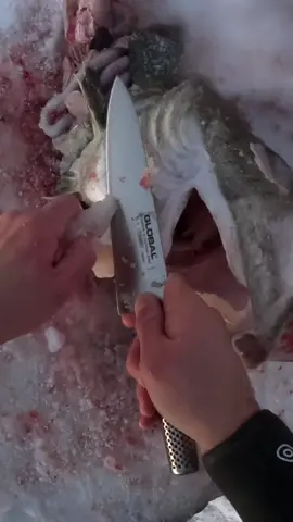 Have you ever tasted Cod tongue?#spearfishing 