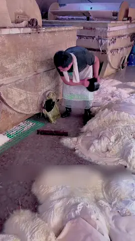 Processing sheep wool into luxury blankets