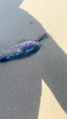 The Portuguese man o' war (Physalia physalis), also known as the man-of-war, is a marine hydrozoan found in the Atlantic Ocean and the Indian Ocean. It is considered to be the same species as the Pacific man o' war or bluebottle, which is found mainly in the Pacific Ocean. The Portuguese man o' war is the only species in the genus Physalia, which in turn is the only genus in the family Physaliidae.#jellyfish #cuba #havana 