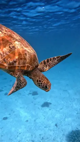 Did you know that green sea turtles (Chelonia mydas) can hold their breath for up to five hours? Moment captured by Matt Above Photography (📷 IG @matt.above). #ausgeo #underwaterphotography #beach #turtle #sealife #wildlifephotography