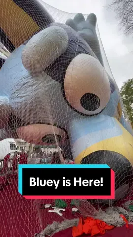 Replying to @ashley flores Bluey is here for the Macy’s Thanksgiving Day Parade #nyc #macysparade #thanksgivingdayparade #bluey #macysthanksgivingdayparade #nyclife #blueytok 