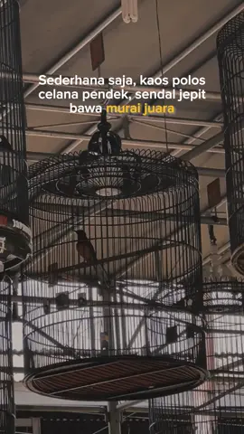 #muraibatu #muraibatuindonesia #kicaumania #kicaumaniaindonesia #kicaumanianusantara #fyp 