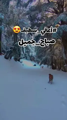 من أعلى قمة في سطيف❤🇩🇿عرفتوها🤔جبال بابور أخاليا  أجواء خيالية في عز ثلج #ثلوج#جبل_بابور#بابور #سطيف_العالي_ٱخاالي @💞Mõmó 💞19👑 
