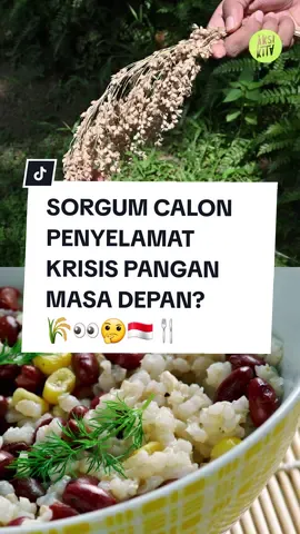 Sorgum emang masih kalah pamor dibanding beras dan gandum, tapi manfaatnya gak maen maen loh! Tertarik coba sorgum gak nih? 🌾👀🤔🇮🇩🍴#agraris #storytime #petani #panga  #food #makana  #panganlokal  #kulinertok #storytime #sorgum #nasi #gandum #krisispangan #longervideos  #perubahaniklim #makanandiet #sehat #indonesia #aksikitaindonesia 