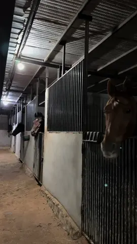 #اكسبلور #خيل #خيل_وخياله🐎 #خيل_عربي_اصيل #اسطبل #اسطبلات #اسطبل_نسائي #🐎 #explore #explor #حفرالباطن #حفر_الباطن #حفرنا #trend #fyp #fy #fypシ゚viral #fyppppppppppppppppppppppp #viralvideo #viraltiktok 