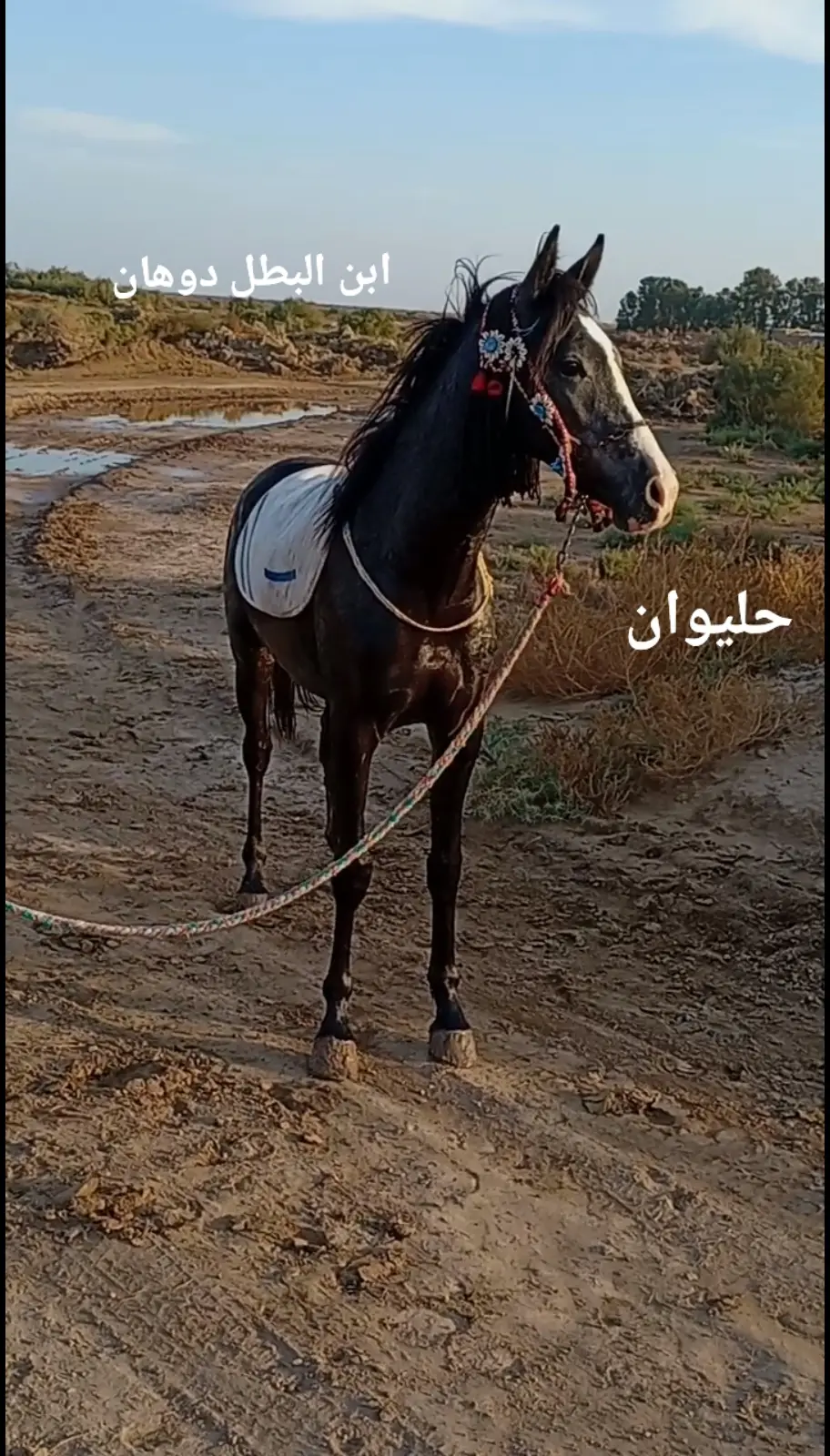 ذكرو الله يربع عز الخيل 