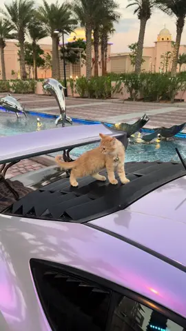 Interact to stay on Cats & Cars tiktok 😸💜 #cats #catsoftiktok #cars #carsoftiktok 