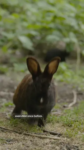 When Coombs, BC farmer Barbara Smith arrived home from vacation to find a colony of feral rabbits burrowing in her field, she was less than thrilled. Fearful that her horses might trip in a rabbit hole, and frustrated that the bunnies were eating her hay, Barbara called a trapper to deal with the pests. But as the first shots rang out, she quickly learned these were no ordinary rabbits, and she unknowingly landed herself in the centre of the controversy. Stream Farm Crime on CBC Gem to watch it all unfold. #uvic #universityofvictoria #coombes #rabbitsoftiktok #bccrime 