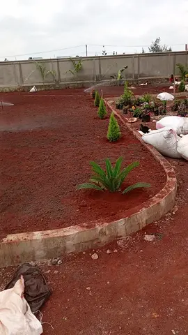 #gardening#sprinklers #lawncare #lawnirrigation#planting#fyppppppppppppppppppppppp #outdoorliving #kenyantiktok #viral #meme #fyp #kenyantiktok🇰🇪 #tiktokkenya #tiktok #Outdoors #fyp #tiktokkenya #tiktok #kenyalandscape #trending #Home #trending #Home #realestatetiktok #teamwork #landscaping #kenya #kenscapes #ke #DIY #genge 