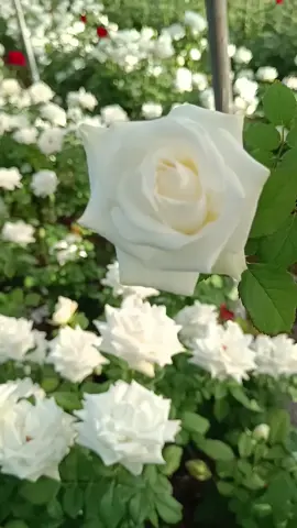 عشاق الطبيعة ..عالم الورد ❣️🌹🌹❣️ احلا تعليق عندك ؟ 01