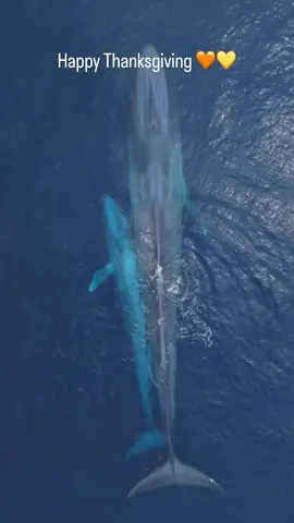 Mom And Baby blue Whale❤️😍🐋