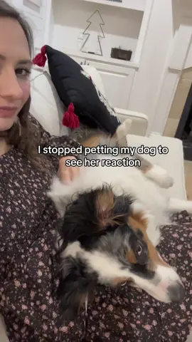 I don’t think she appreciated me stopping 🤣 #dogsoftiktok #stoppettingchallenge 