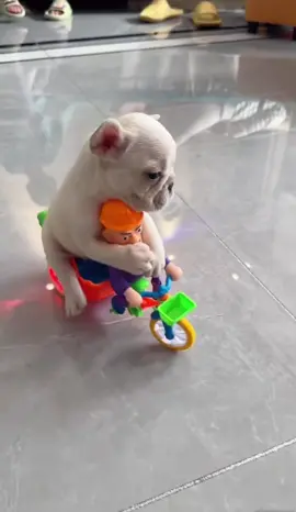 The car drips until Bald Qiang, please slow down, I'm afraid #fyp #frenchie #puppy #puppies #baby #cute #dogsoftiktok