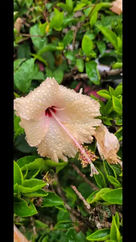 #flor de hibisco no orvalho de manhã#flowers #garden #natureza 