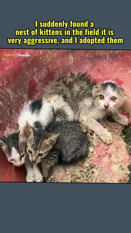 I suddenly found a nest of kittens in the field it is #rescue #rescuecat #straycat #cat #catsoftiktok #kitten #foryou