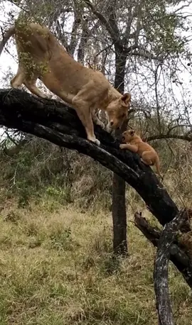 Lioness gives her cubs lesson on how to climb a tree 👏🏽👏🏽🫢🙂🥰🥰 #nature #wildlife #animals #elleafricasafari #spiceyelle #safari #gamedrive #lions 