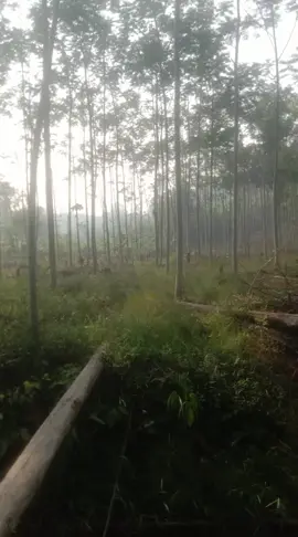 kebun sengon milik siapakah,, #lintassumatra 