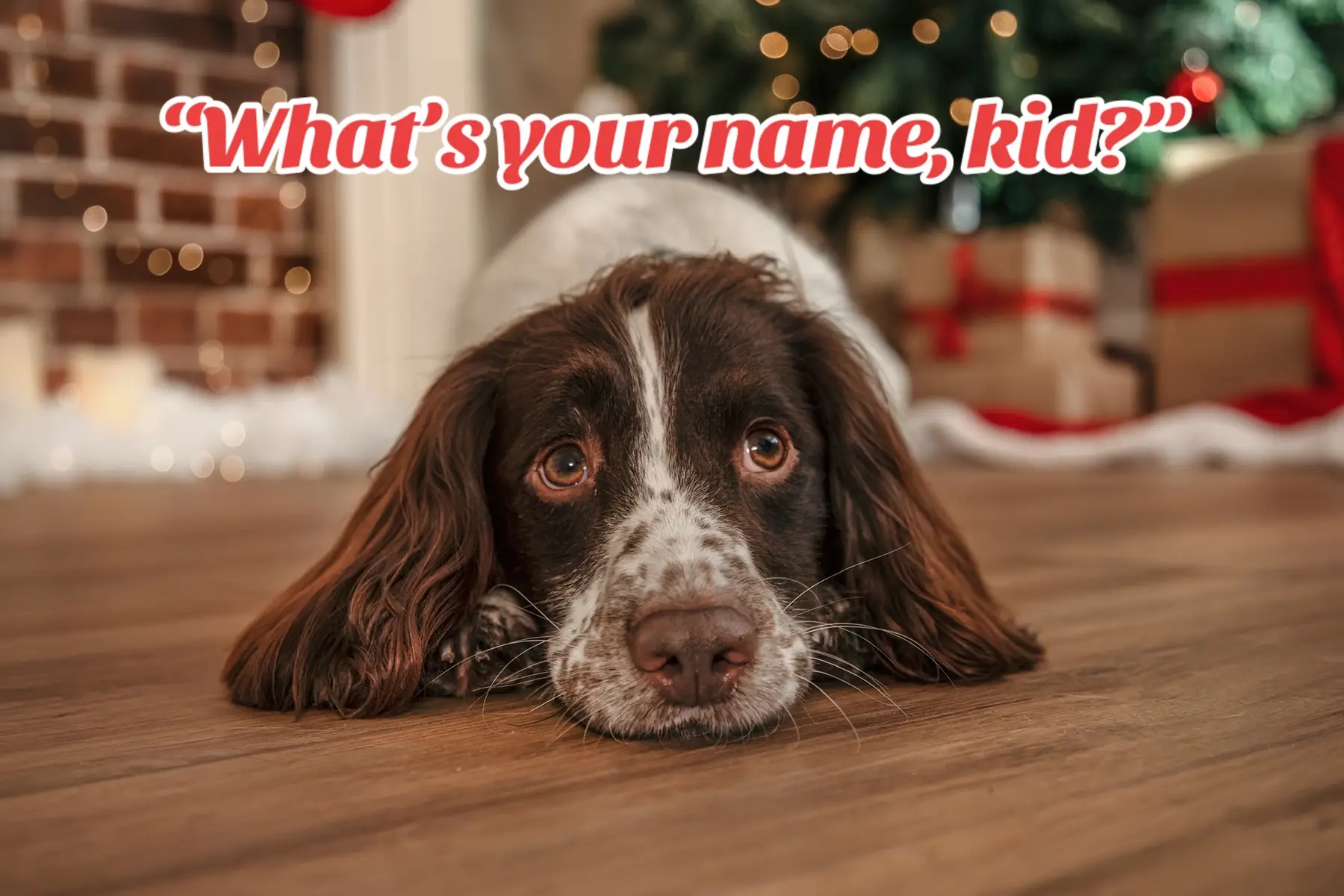 No, I am not named after rice pudding! 😂 #dogtok #foryou #spanielsoftiktok #doglovers #fyp #dogs #spaniel #dogsoftiktok #foxandthehound #mybestfriend 