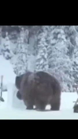 Au au au au auau #freddyfazbear #bear #washingmachine #snow #washing #funny #fyppppppppppppppppppppppp #fypシ #zyxcba 