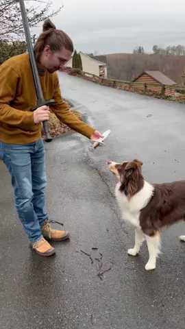 #stitch with  @Anna, Luke & Lady Pinto Bean the fiercest of dogs! You have trained her well my friends! Welcome to the ship! 😂🤝🏻⚒️ #dog #sword #australianshepherd #vikings #dnd 