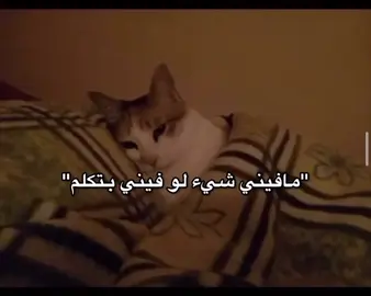 #اكسبلورexplore#هواجيس#شعر#خالد#قطط#fyp#fypシ゚viral 