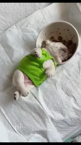 @dangerryan8 Sleeping while eating #dogsgiving #afterthanksgiving #dogfunny #happydog #sleepingdog 