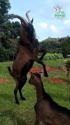 Batman a sus 9 meses de edad 😍 #cabra #campo #natural #apriscos #tiktok #amoelcampo #cali #parati #colombia #fyp #fypシ #alpinafranceza #cabras #machocabrio 