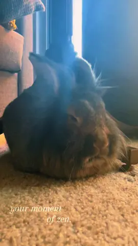 10/10 recommend bunny-sitting. your mental health will thank you. #bunniesoftiktok 