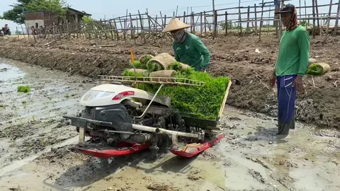 Tanam Padi Gunakan Mesin di Kudus, Jangan Gengsi Jadi Petani #fyp #tani keren