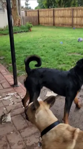 it's ok, Pablo can do the thinking for both of them😂 #canecorso #rottweiler #mastiff #funny #giant #dog #fyp #foryourpage #foryou 