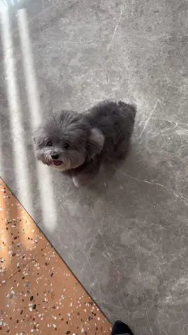 Yêu quá đi #cunyeu #cutedog #cute #puppy #doglover #dog#animals #funnyanimals#puppydog #fyp #pet #thucung #poodle 