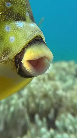 Longhorn Cowfish 🐮  Interesting and adorable, the cowfish is always puckered up and ready for a smooch. They use their mouths to blow jets of water into the sandy substrate on the hunt for invertebrates to eat.   You’ll find them on several sites around Amed- usually solitary, slowly cruising across the sandy bottoms.  Have you ever seen one before? Let’s go⟿ 〰 @freshfinsdiving 📞 +62 812-3706-4983 👩‍💻 hello@freshfinsdiving.com 📍Amed, Bali 🎥 @mydive_video using @gopro #Hero12 #freshfinsdiving #longhorncowfish #cowfish #scubadiving #scubadivingbali #divebali #gopro #goprohero12 #amedbali  #travelbali #explorebali #SSI #diveSSI #boxfish  