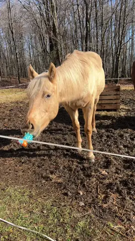 My horse is broken. 