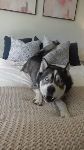 Blue really pulled out the Uno reverse card 😂 #huskiesoftiktok #husky #dogsoftiktok #dogsvideo #doglover #dogsoftiktokviral 