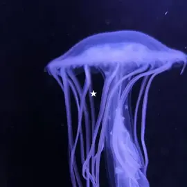 jellyfish!!! #jellyfish #jellyfishaesthetic #foryou #blue 
