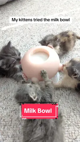 Feeding time is much quieter and cuter now. #kittens #orphankittens #fosterkittens 