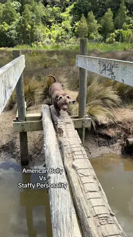 American Bully = Stubborn. There’s no stopping a Staffy though 😅 #stubborn #luluandtuktuk #americanbully #dog #dogs #puppy #dogsoftiktok #pups #staffy #bluestaffy #nz #auckland #newzealand 