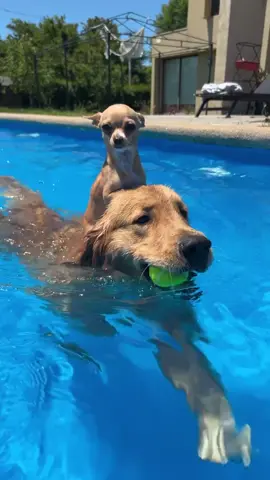 flotador personalizado🤣🫶 #chihuahua #goldenretriever #pets #fyp #chile #dogsoftiktok #chihuahuastiktok #goldenretrieverlife #PetsOfTikTok #doglover #chihuahuafanclub #goldenretrievers #perros #mascotas #chihuahualove #fypシ #piscina #pool #calor #sol #sunny #besties 