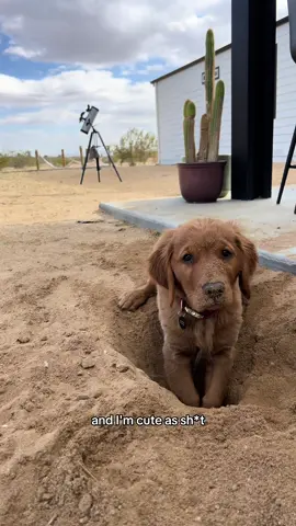 DESERT DAWG pt. 2 #puppy #goldenretriever 