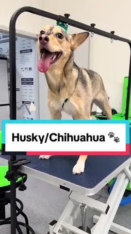 Her name is Hawaiian Kōke’e, not even gonna attempt that one. 😂🐾🐶 #huskychihuahua #siberianhusky #chihuahua #dogbath #doggrooming #tutorial 