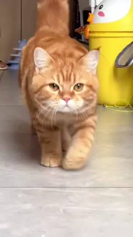 😺