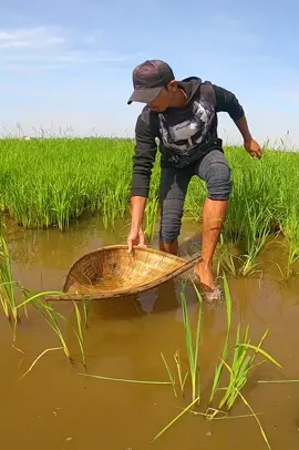 #bettafish #fishing #fish