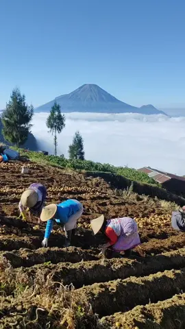 Aktivitas para petani di dieng setiap hari Mulai dari menanam sampai panen kentang Tidak hanya kentang, di dieng juga banyak berbagai macam sayuran yang mereka tanam Siapa yang fokus sama gunungnya juga yg nggak kalah menakjubkan ini #wisatadieng #wisataalam #wisatajawatengah #paketwisatadieng #penginapandieng #praumountain #dieng #indonesia 