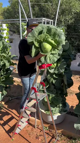 Easiest way to preserve your cabbages. Sauerkraut is a centuries-old recipe that allows you to ferment and conserve cabbages for up to 6 months. #cabbage #sauerkraut #fermentation #Recipe #verticalfarming #aeroponics #farming #preservation