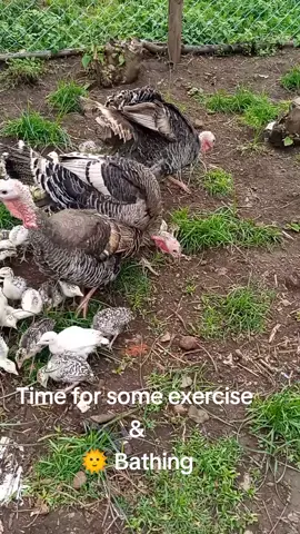 Time for sun bathing and exercise 😎 Turkey Farming in kenya #farminginkenya #thanksgiving #turkeys #ornamentalbirdsfarming #turkeyfarmer #poults #howtoraiseturkeys #farmingkenya #turkeypoults #turkeyseason #turkeybird #farmerslife 